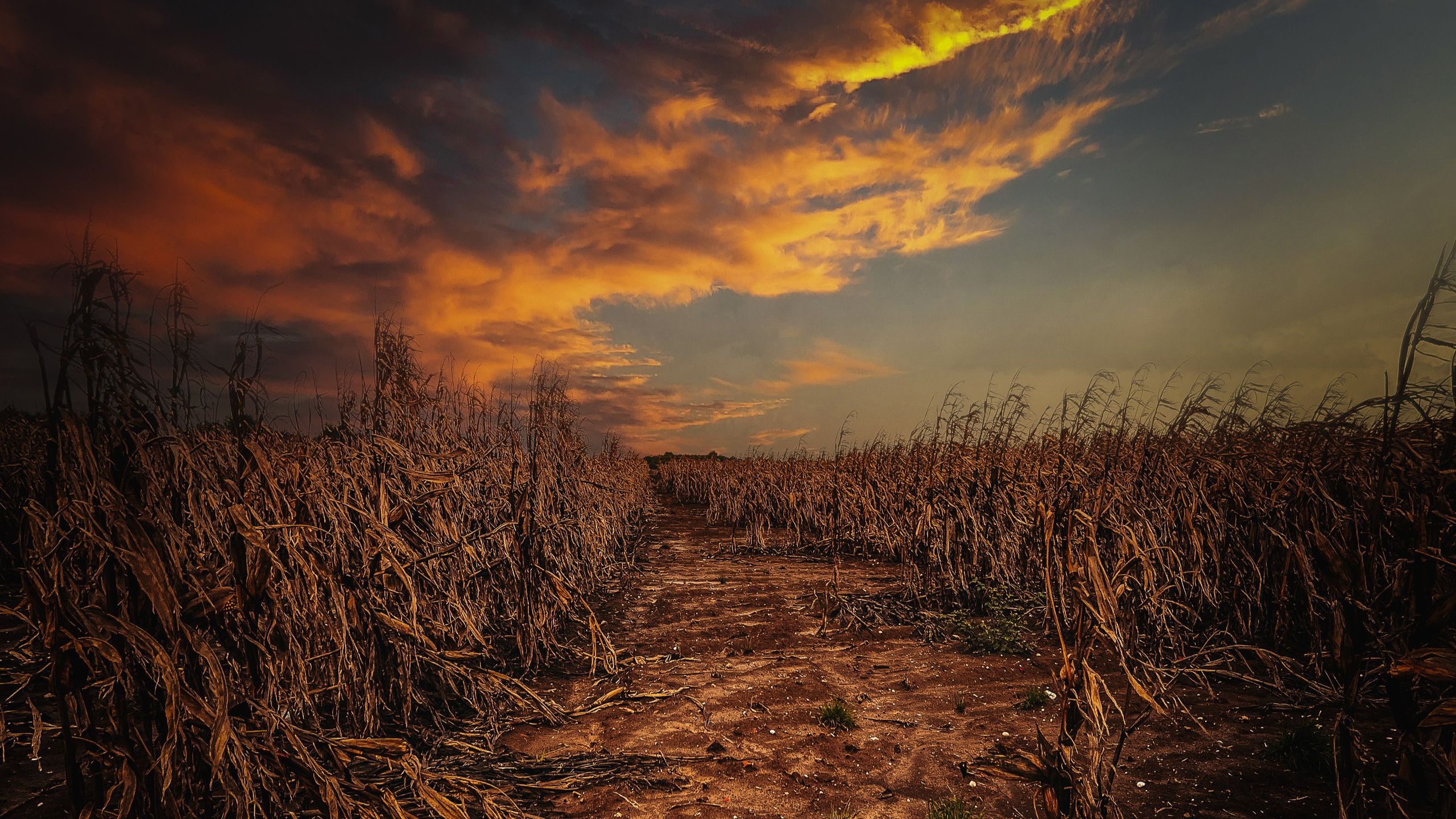 Food Insecurity and Agriculture: The Unseen Impact of Climate Change