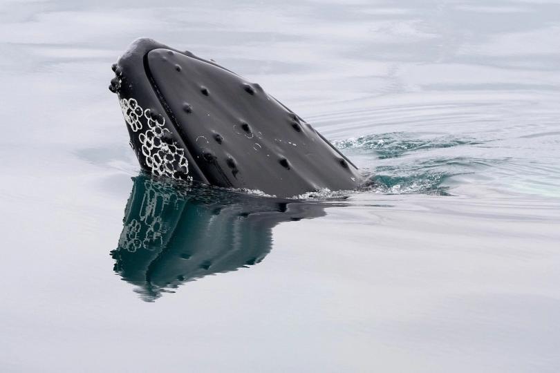 A Whale Awakens: Movimentação de $40 Milhões em BTC Após Anos de Silêncio