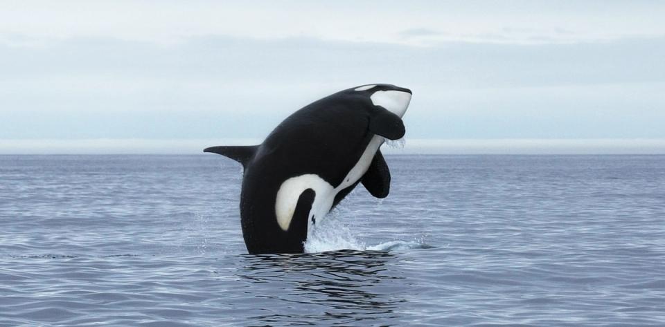 Orca Revoluciona o Mercado com Novo Marketplace para Ativos Reais Tokenizados