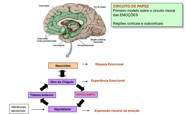 As Bases Biológicas, Psicológicas e Funcionais da Vingança