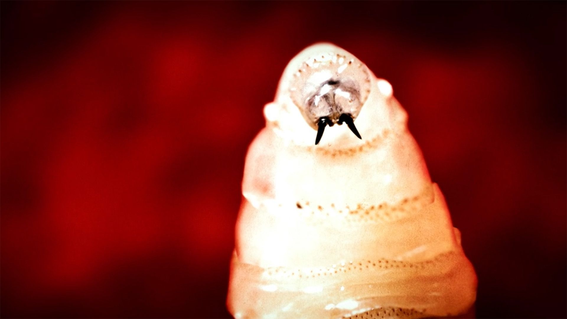 Nova Infecção de Screwworm em Gado no Texas: O Que Isso Significa Para Nós?