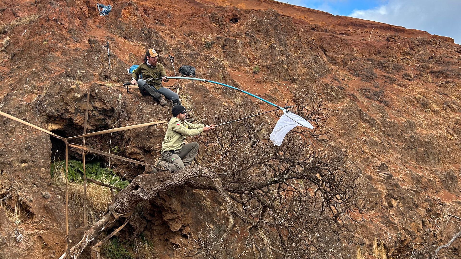 A Última Chance do Dendroseris neriifolia: Cientistas Correm para Salvar a Última Árvore do Mundo