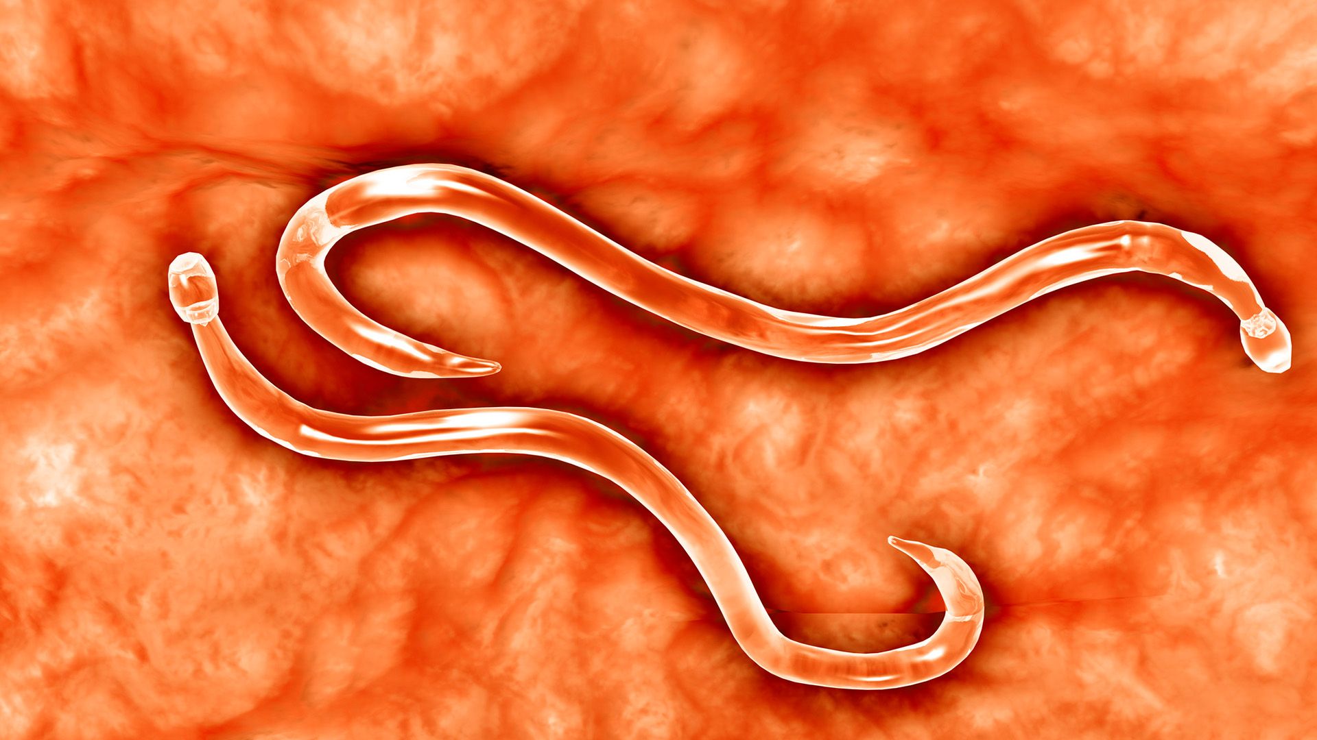 Worms Geneticamente Modificados: A Nova Fronteira na Entrega de Medicamentos