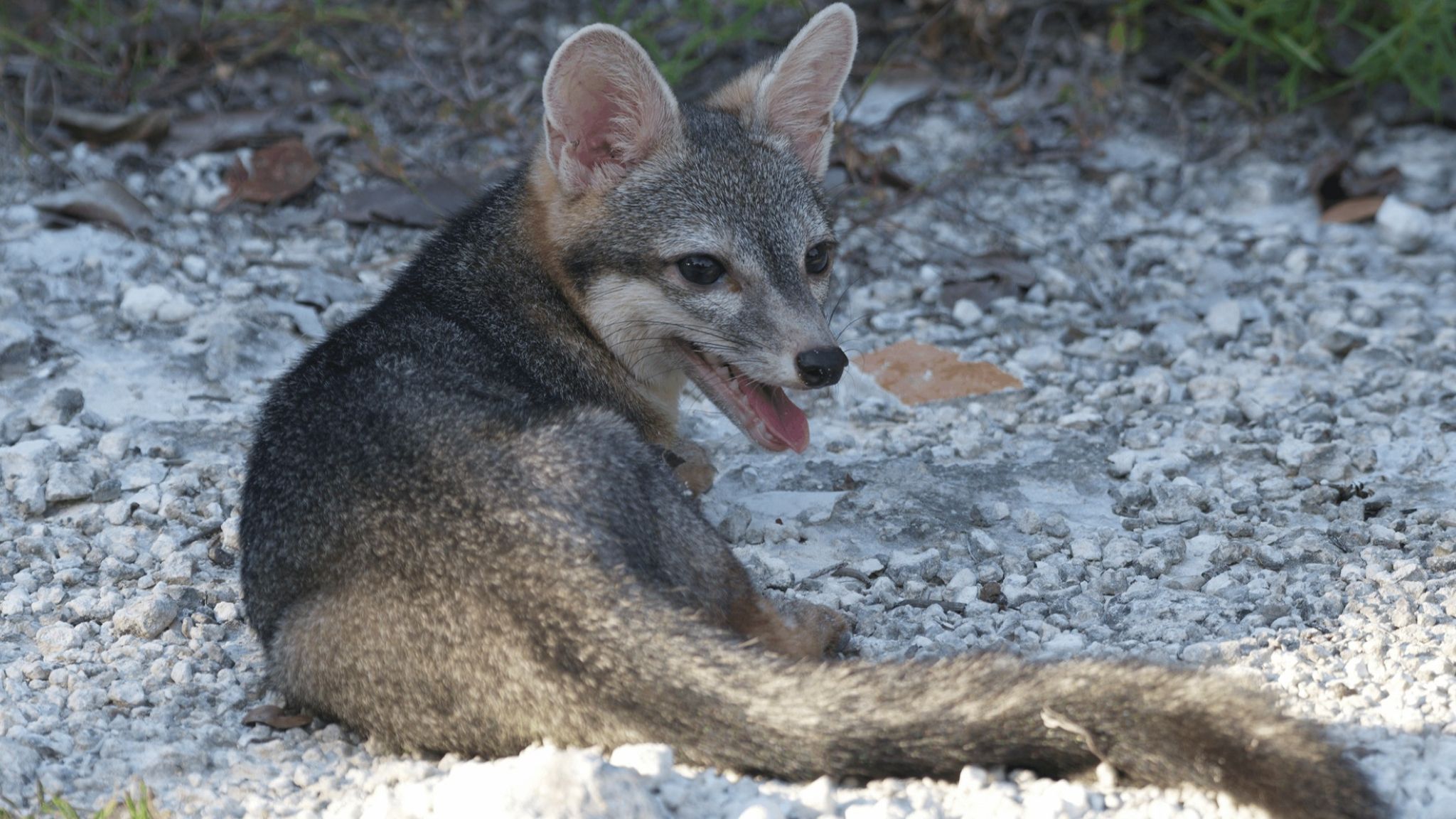 Cozumel Fox: O Lobo-anão que Ressurgiu das Sombras