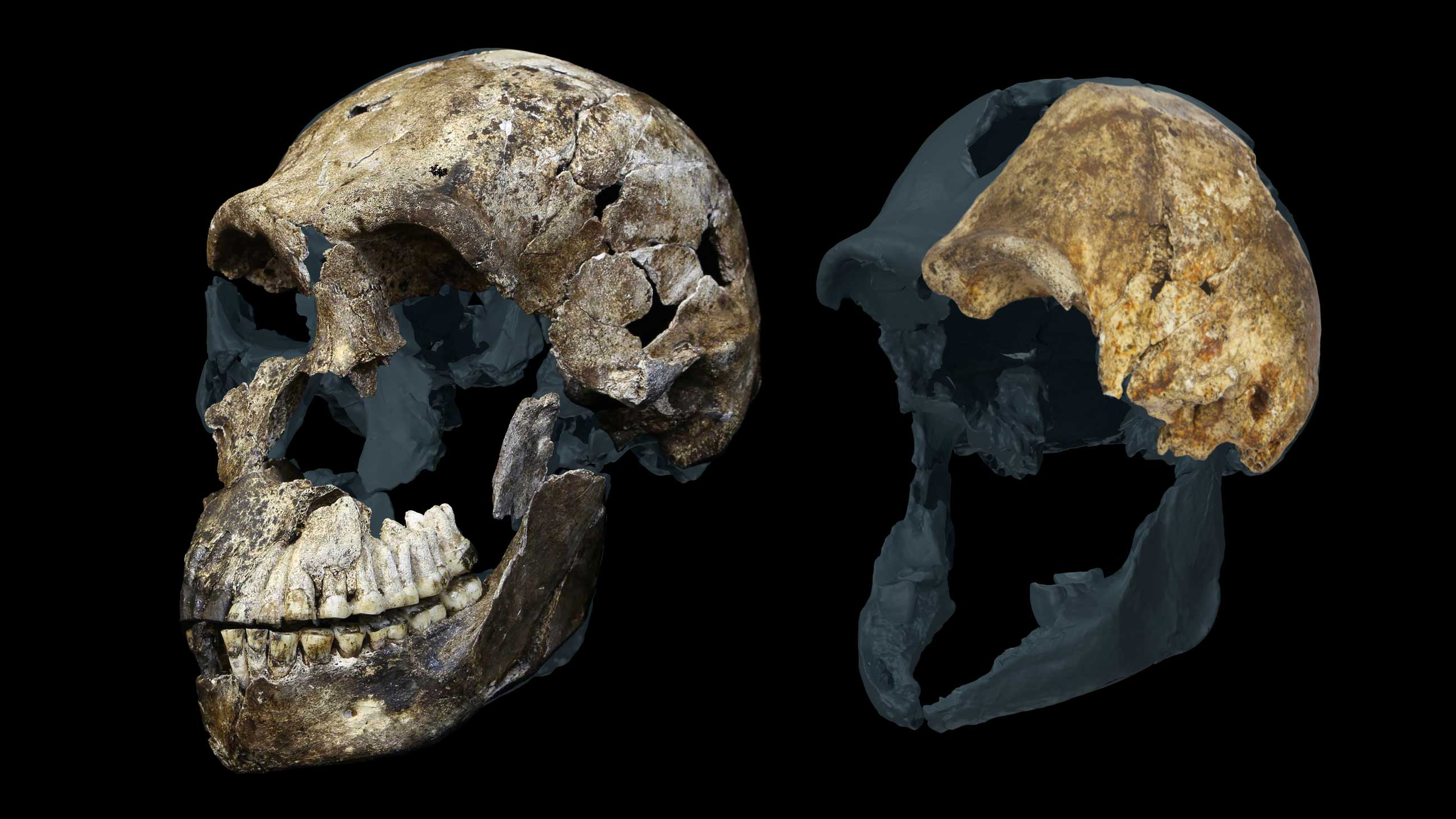 Descoberta Surpreendente: Todos os Esqueletos de Homo Naledi Encontrados em Caverna Sul-Africana São Femininos
