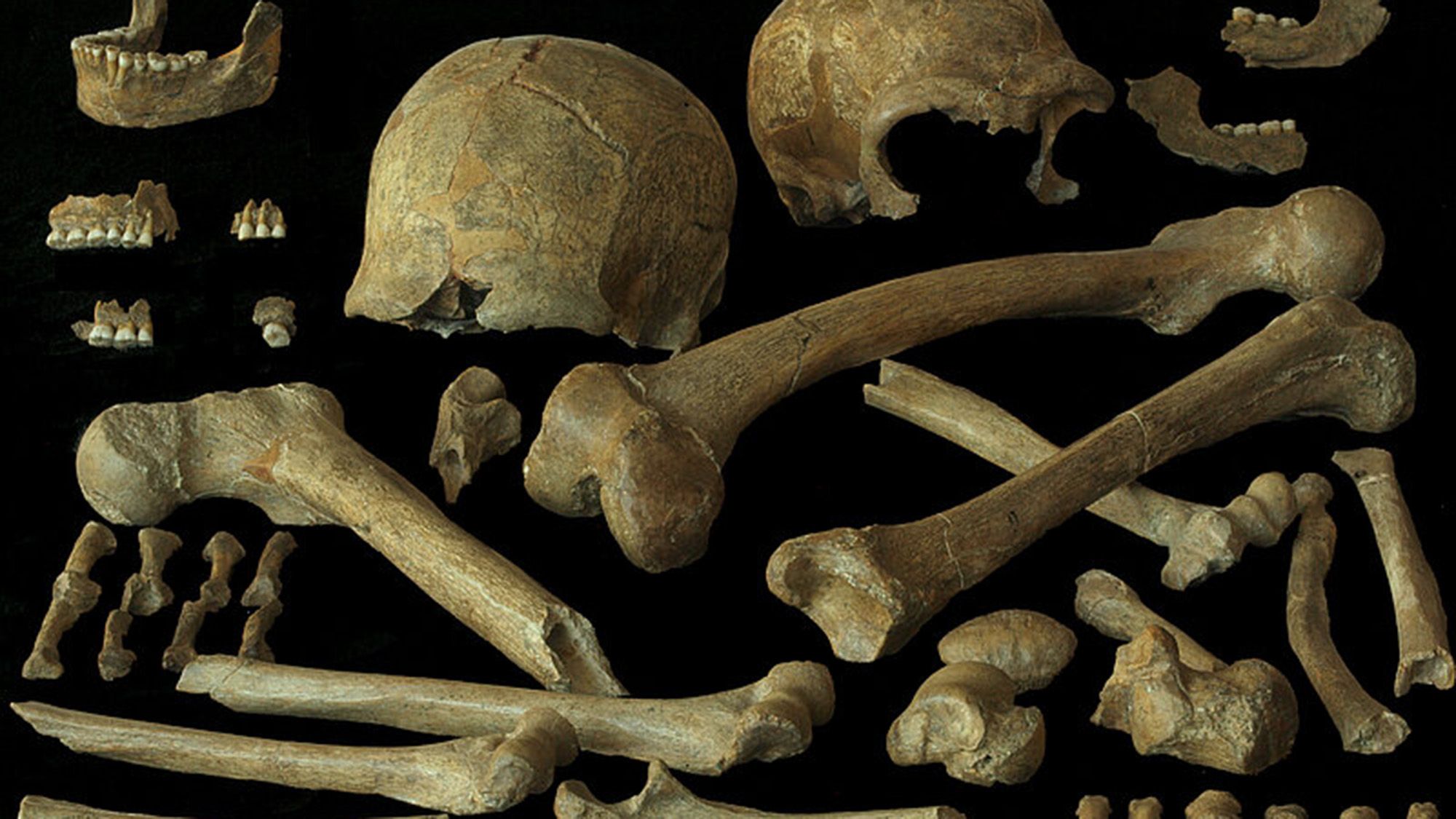 Diversidade Genética dos Últimos Neandertais Desafia Teorias de Extinção