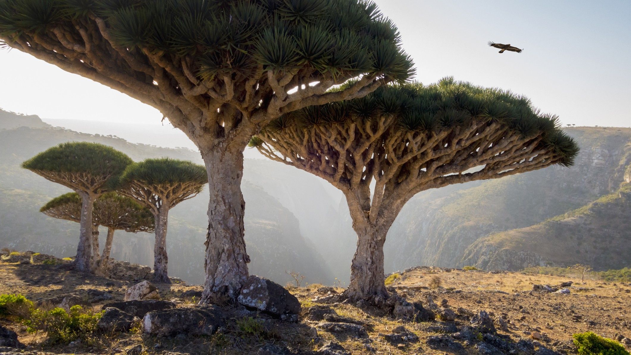 Explorando o Arquipélago de Socotra: Um Paraíso de Biodiversidade