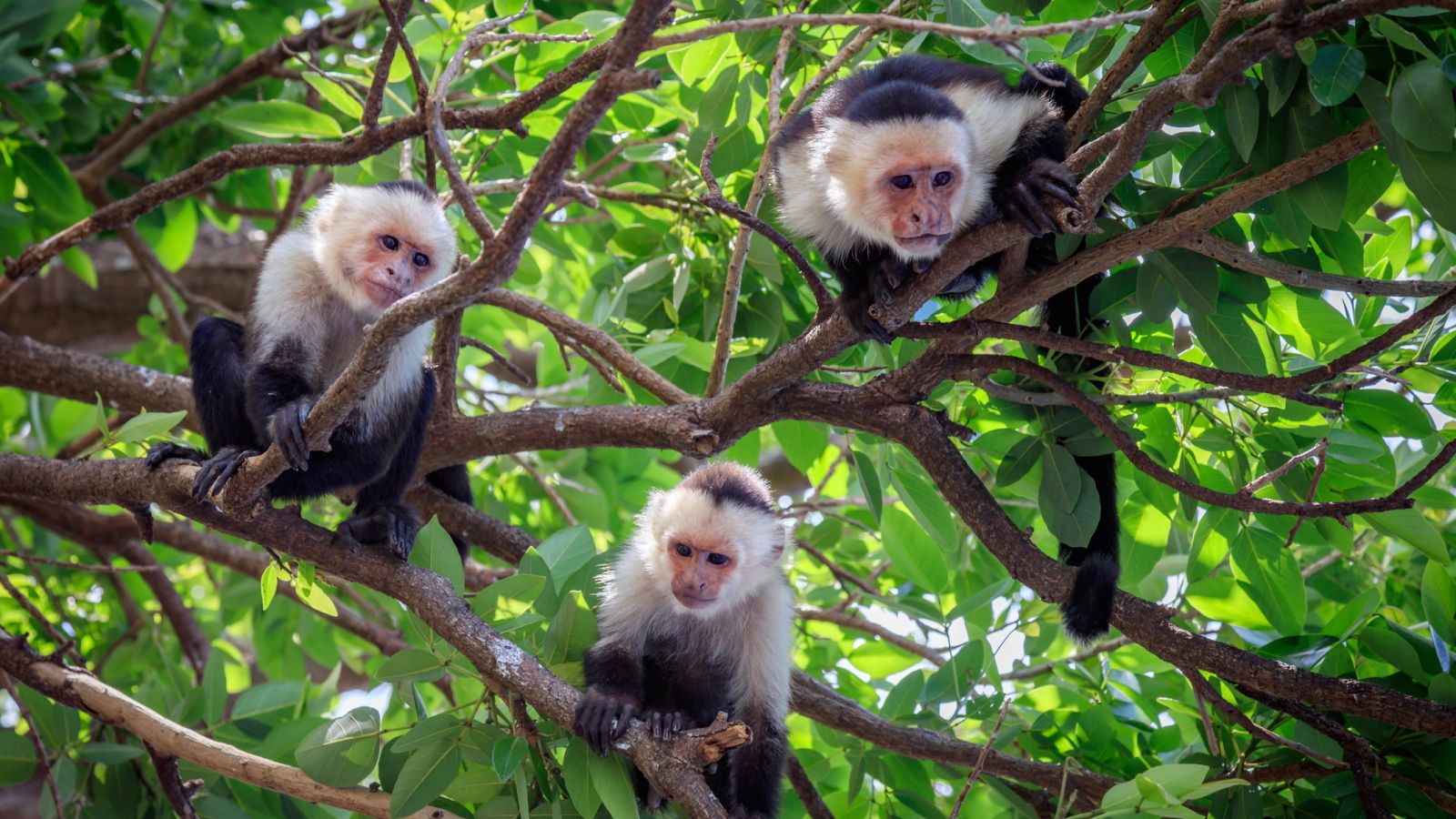 Mudanças Climáticas Forçam Mães de Macacos-Capuçinhos a Abandonar Filhotes