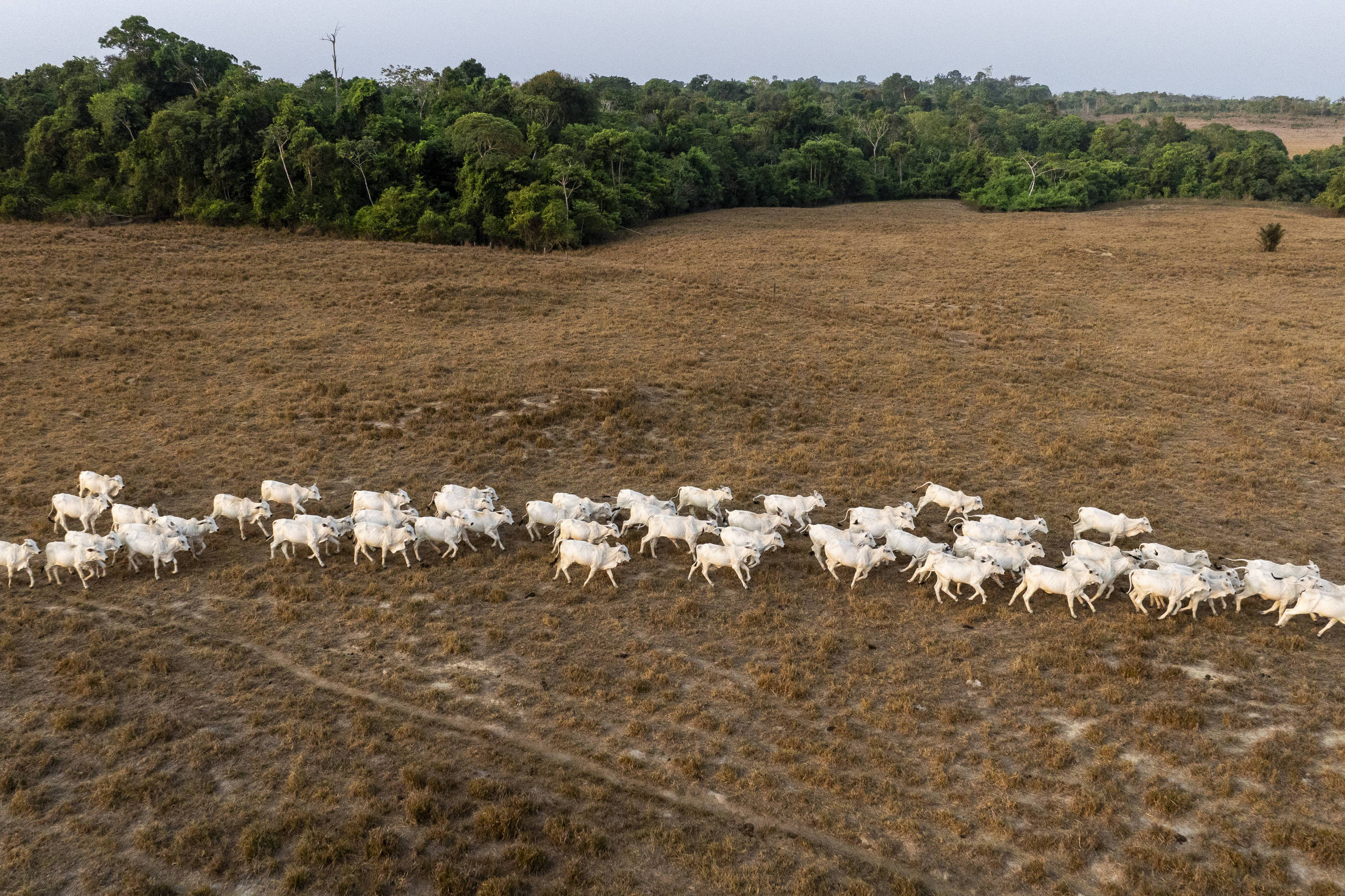Reduzir emissões de metano na pecuária exige produtividade e bem-estar animal, diz estudo