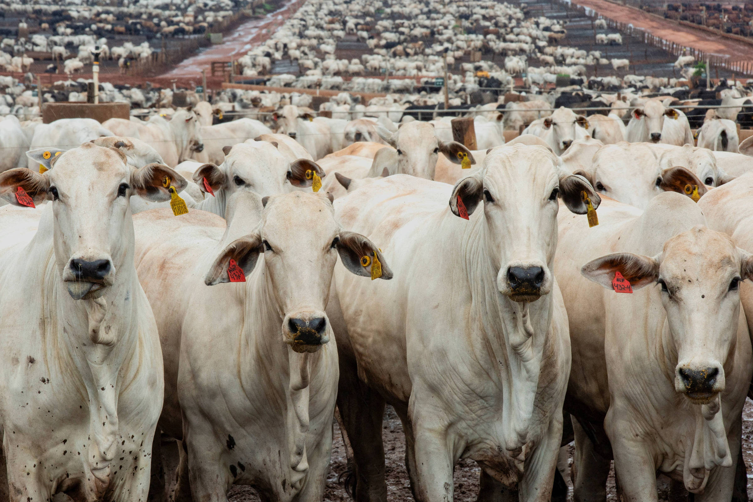 Mudanças nos Controles de Exportação de Carnes: A Resposta do Brasil à União Europeia