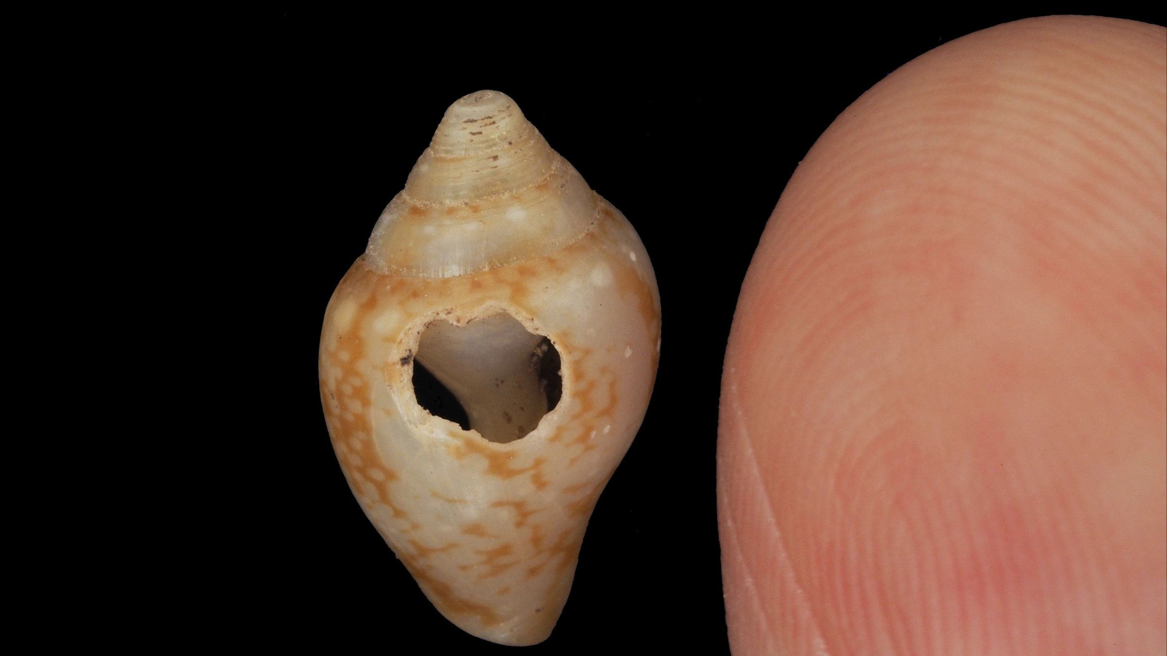 Neandertais e Homo sapiens: amigos ou concorrentes? Um vislumbre do compartilhamento cultural de 59.000 anos atrás na Turquia