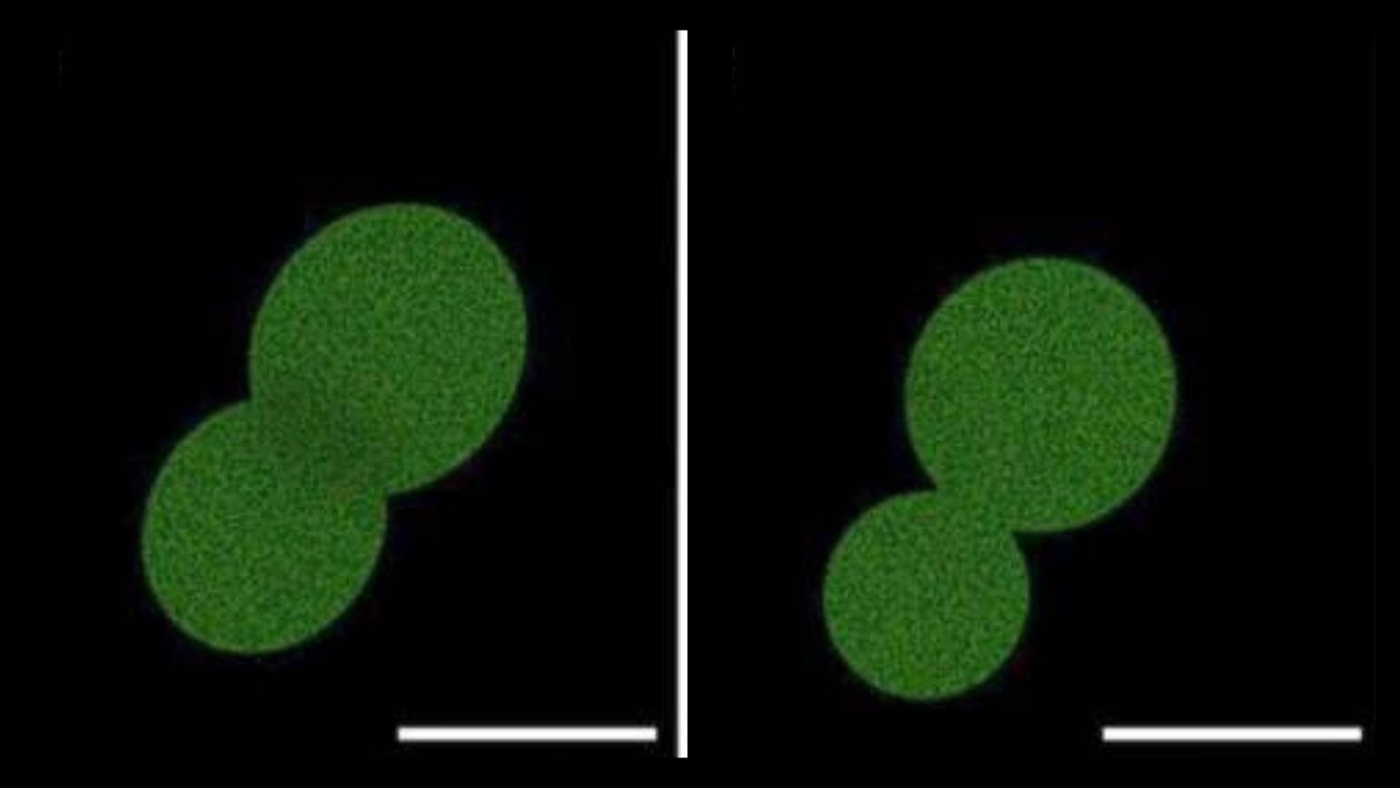A Revolução das Células Sintéticas: SpudCell e o Futuro da Bioengenharia