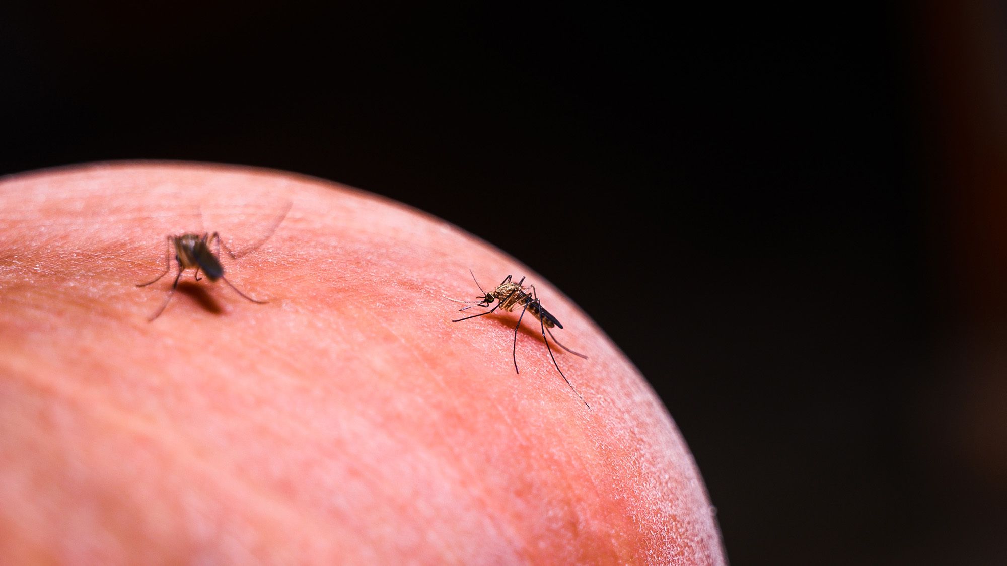 Malária Retorna com Força na Amazônia: O Impacto da Ecologia e da Saúde Pública