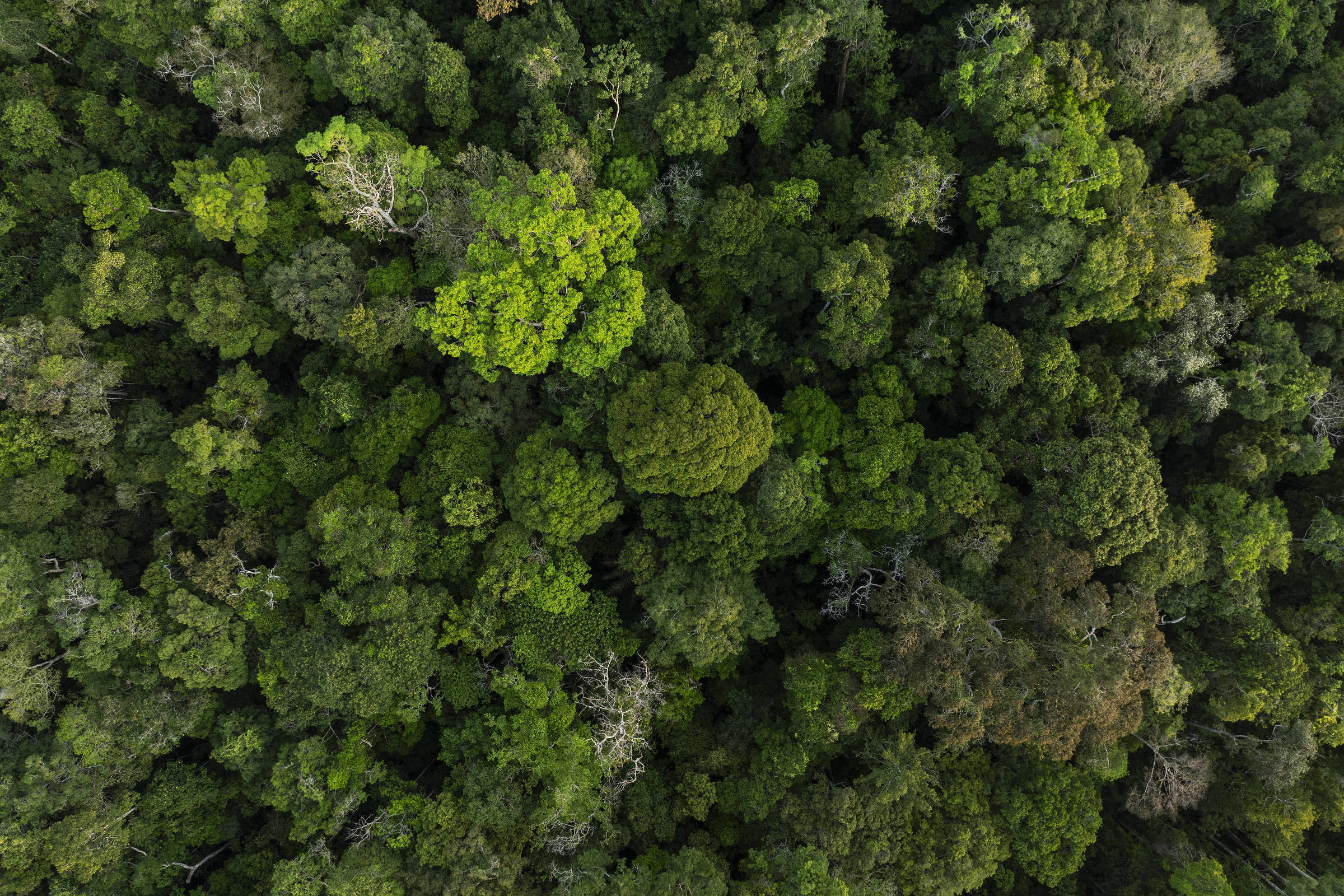 O Desafio do Fundo Florestas Tropicais para Sempre: Rumo a uma Meta Ambiciosa