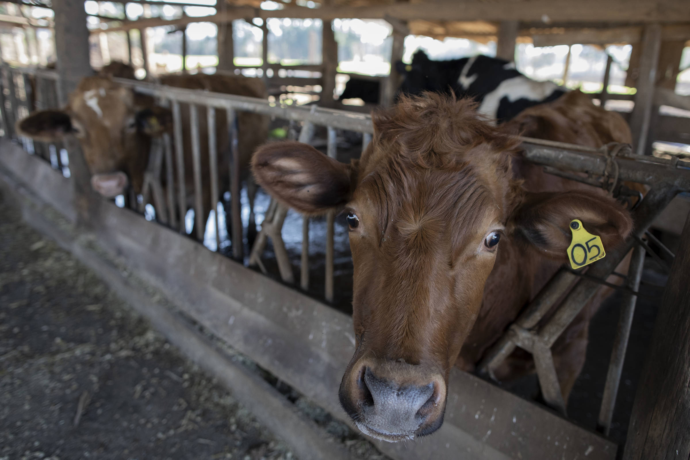 Impactos do El Niño no Agronegócio Brasileiro: Desafios e Oportunidades