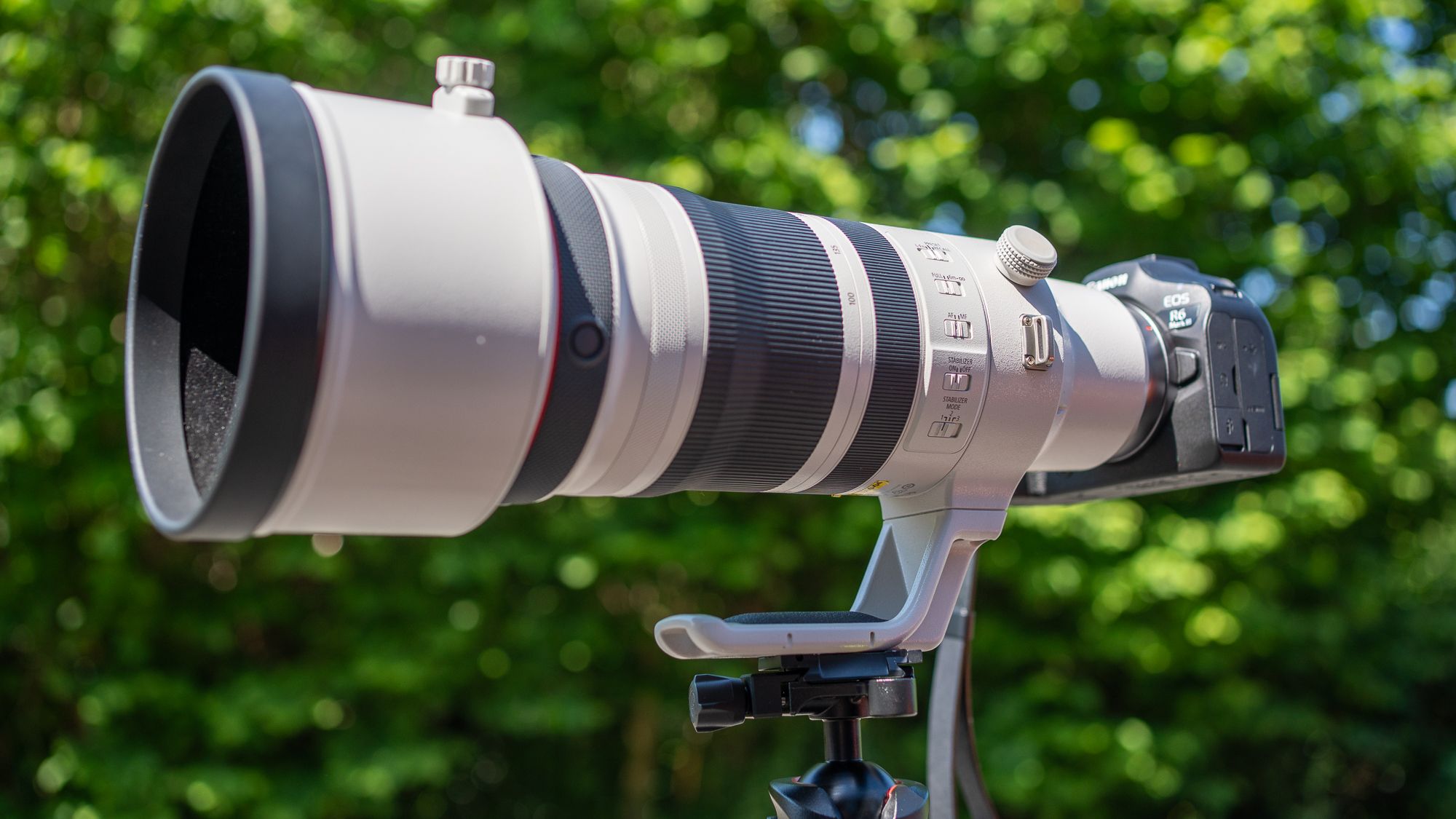 Canon RF 100-300mm f/2.8L IS USM: O Lente de Vida Selvagem Definitiva?