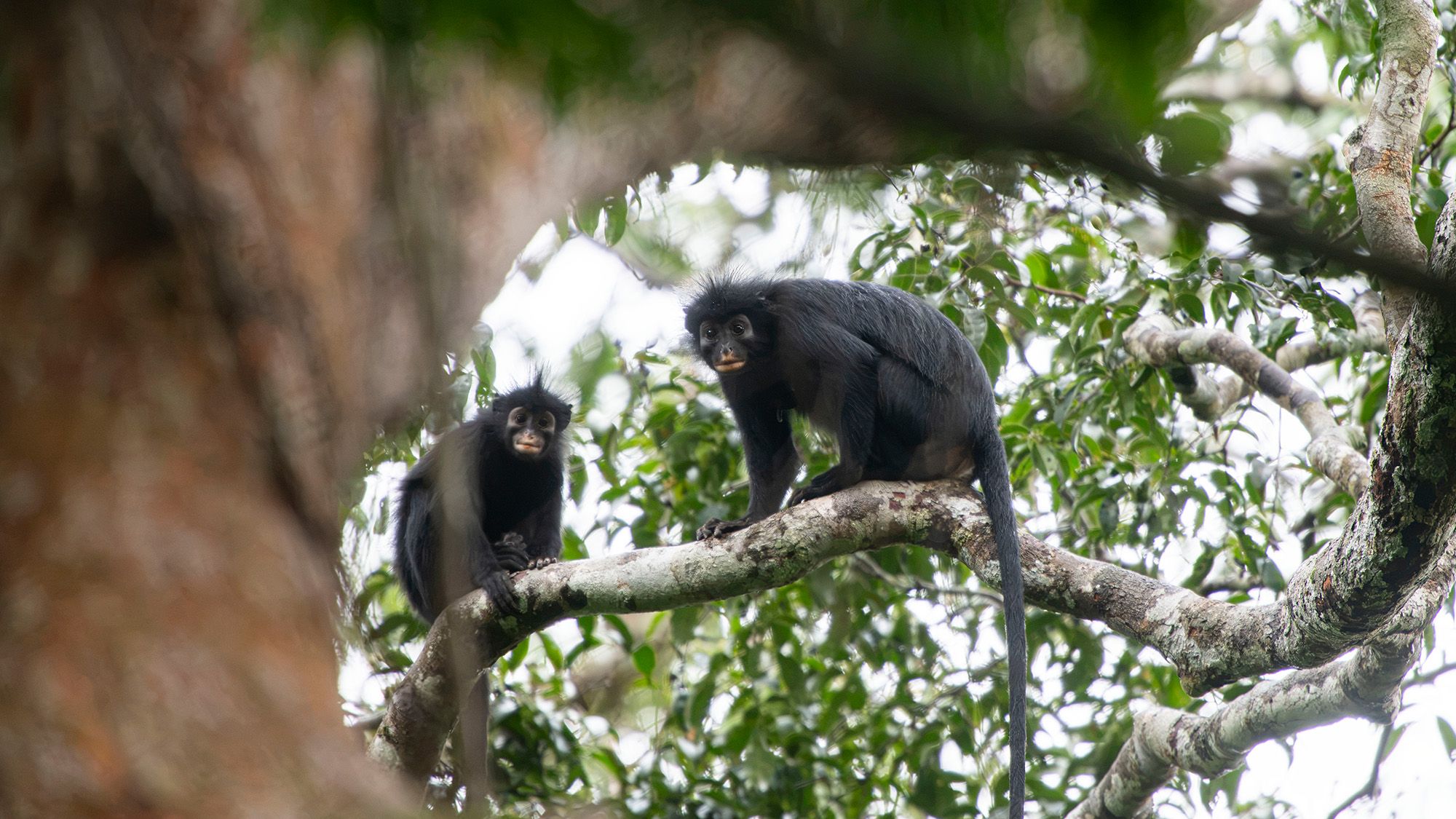 Descoberta de Nova Espécie de Macaco nas Florestas do Congo: Colobus congoensis
