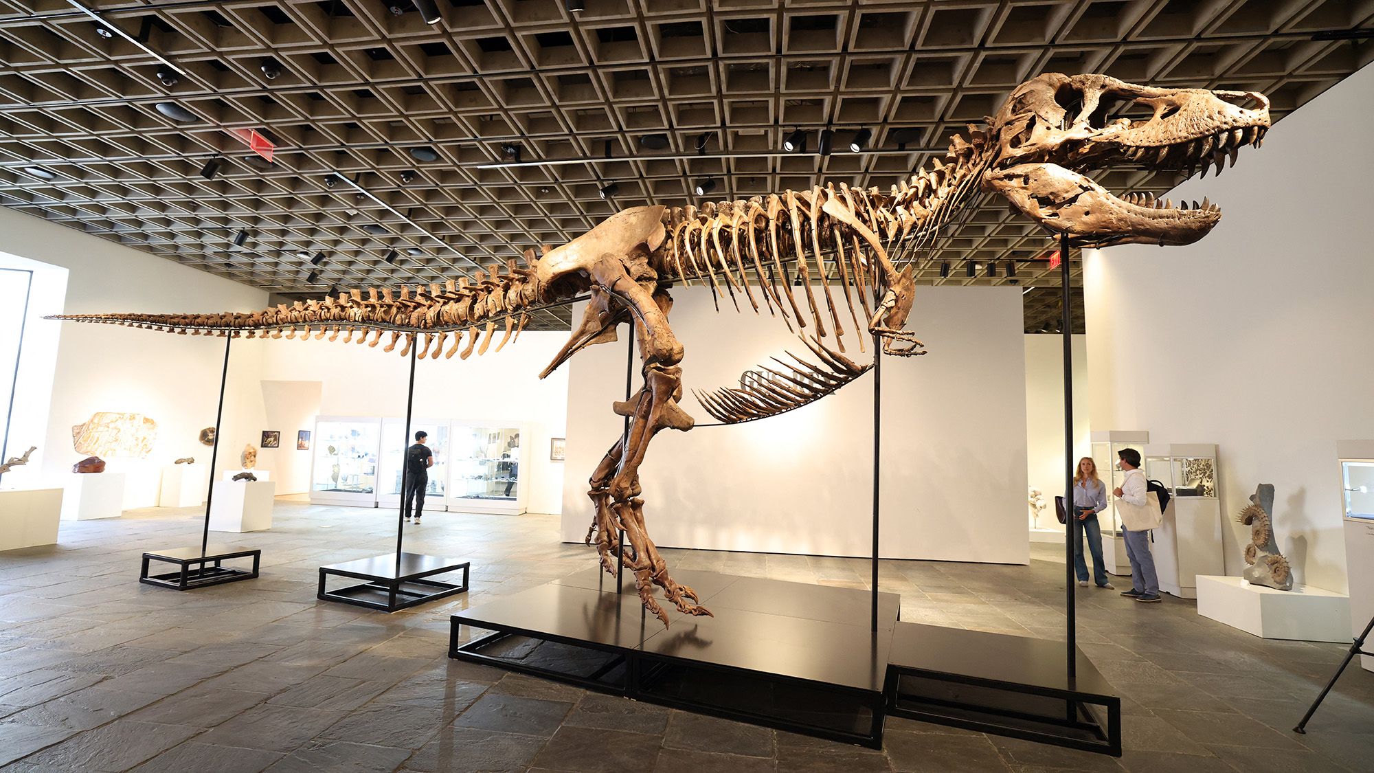 O Futuro da Paleontologia: Reflexões Sobre a Venda do T. rex Gus por US$50 Milhões