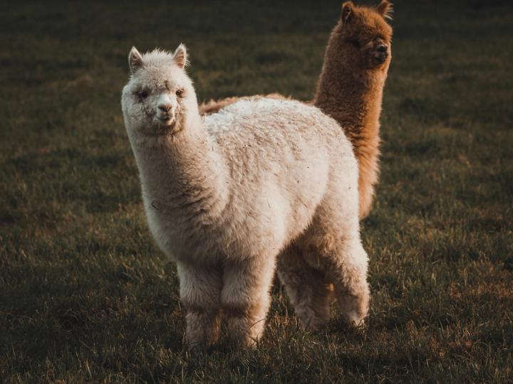 Alpaca Angaria $135 Milhões para Infraestrutura de Ações Tokenizadas