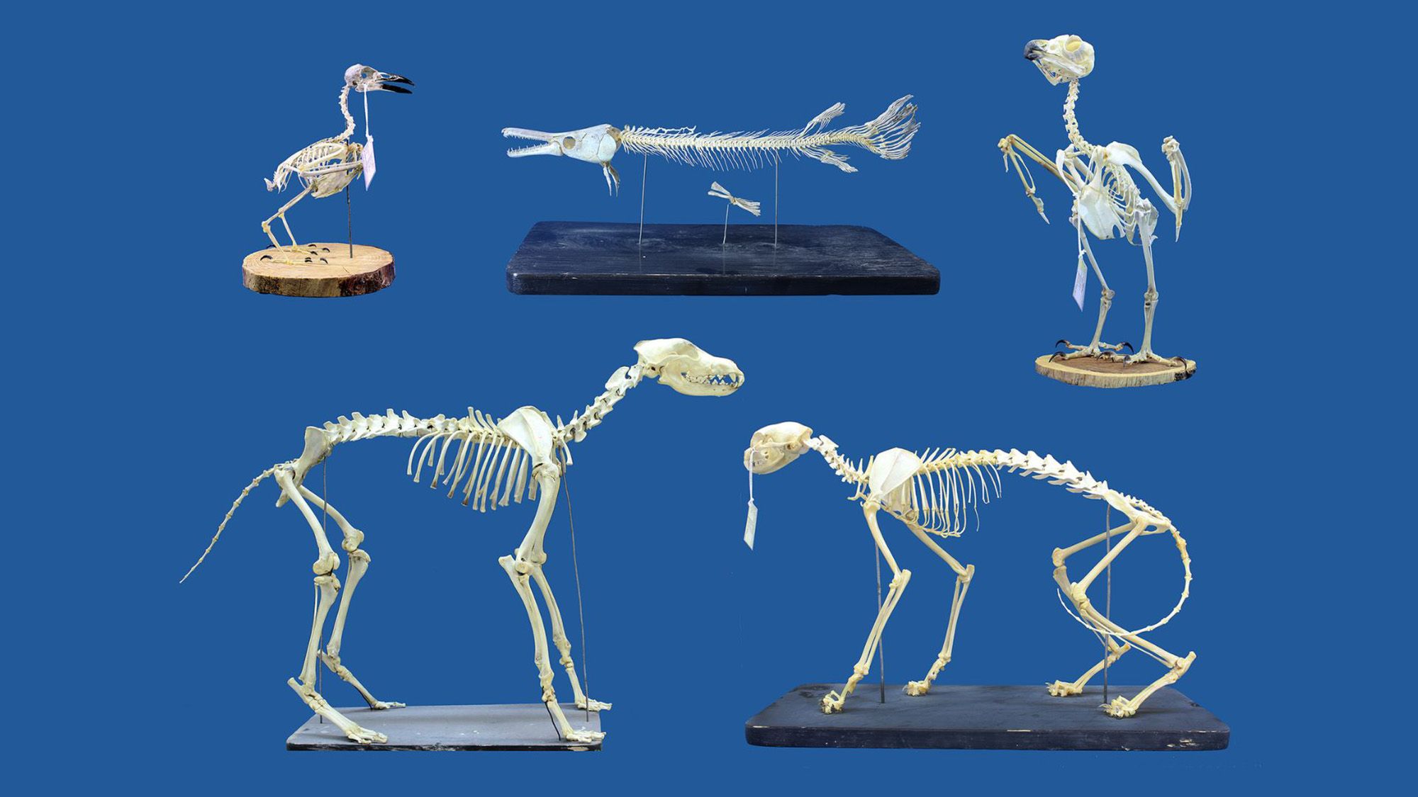 Superworms: A Revolutionary Solution for Museum Skeleton Cleaning