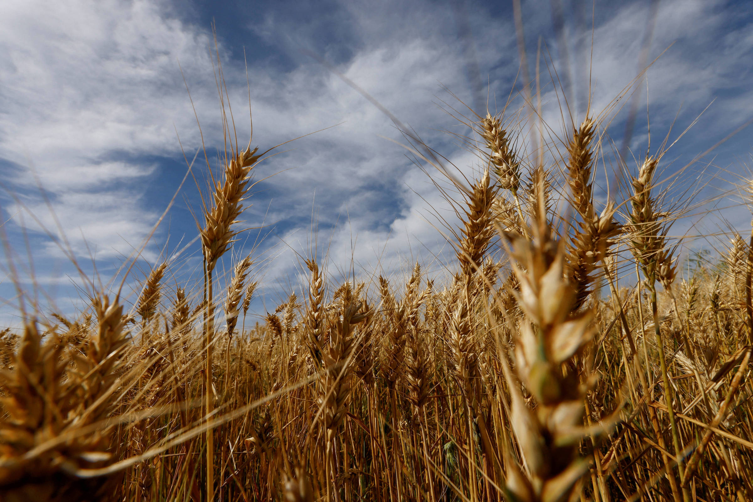 A Queda na Produção Mundial de Trigo e seu Impacto no Brasil: Um Olhar para o Futuro