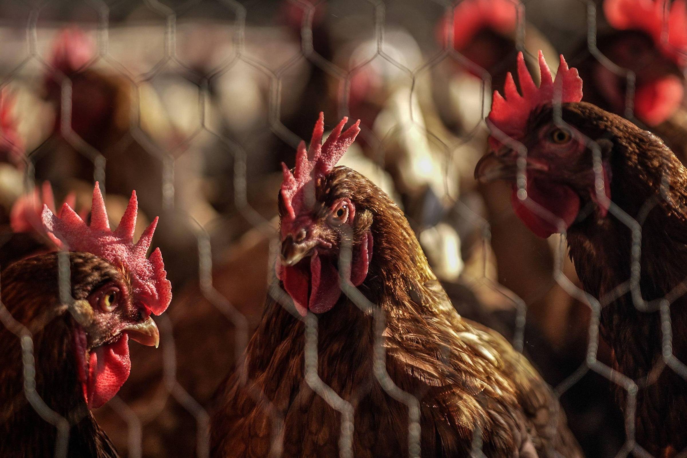 A religião por trás da Korin, pioneira na produção de frango orgânico no Brasil