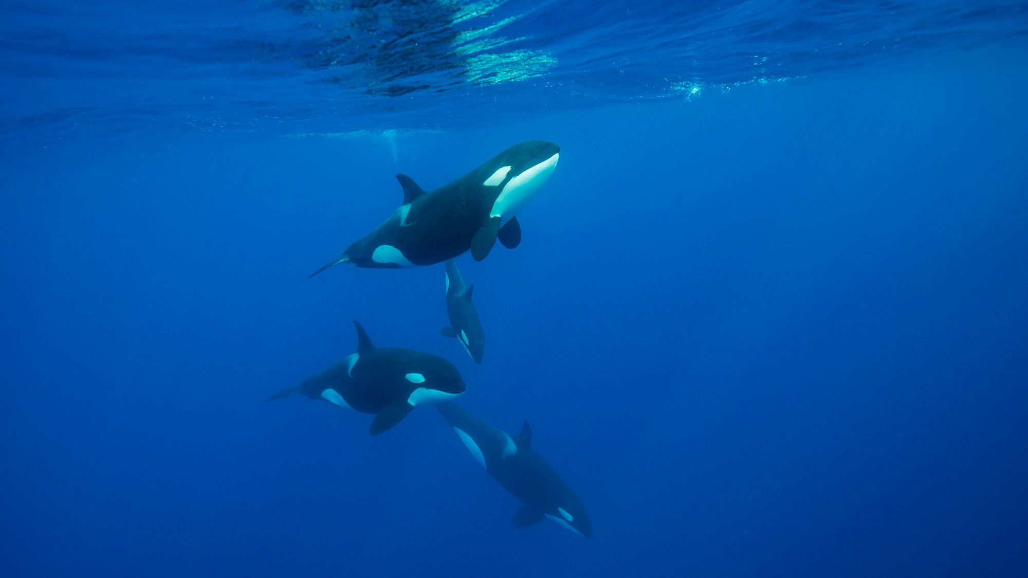 Orcas Exhibit New Hunting Technique: A Spectacle of Intelligence in the Gulf of California