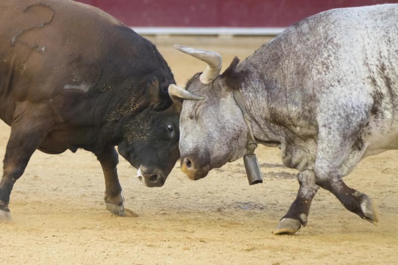 Os Bulls Enfrentam um Desafio Sem Paralelos na História dos 17 Anos do Bitcoin