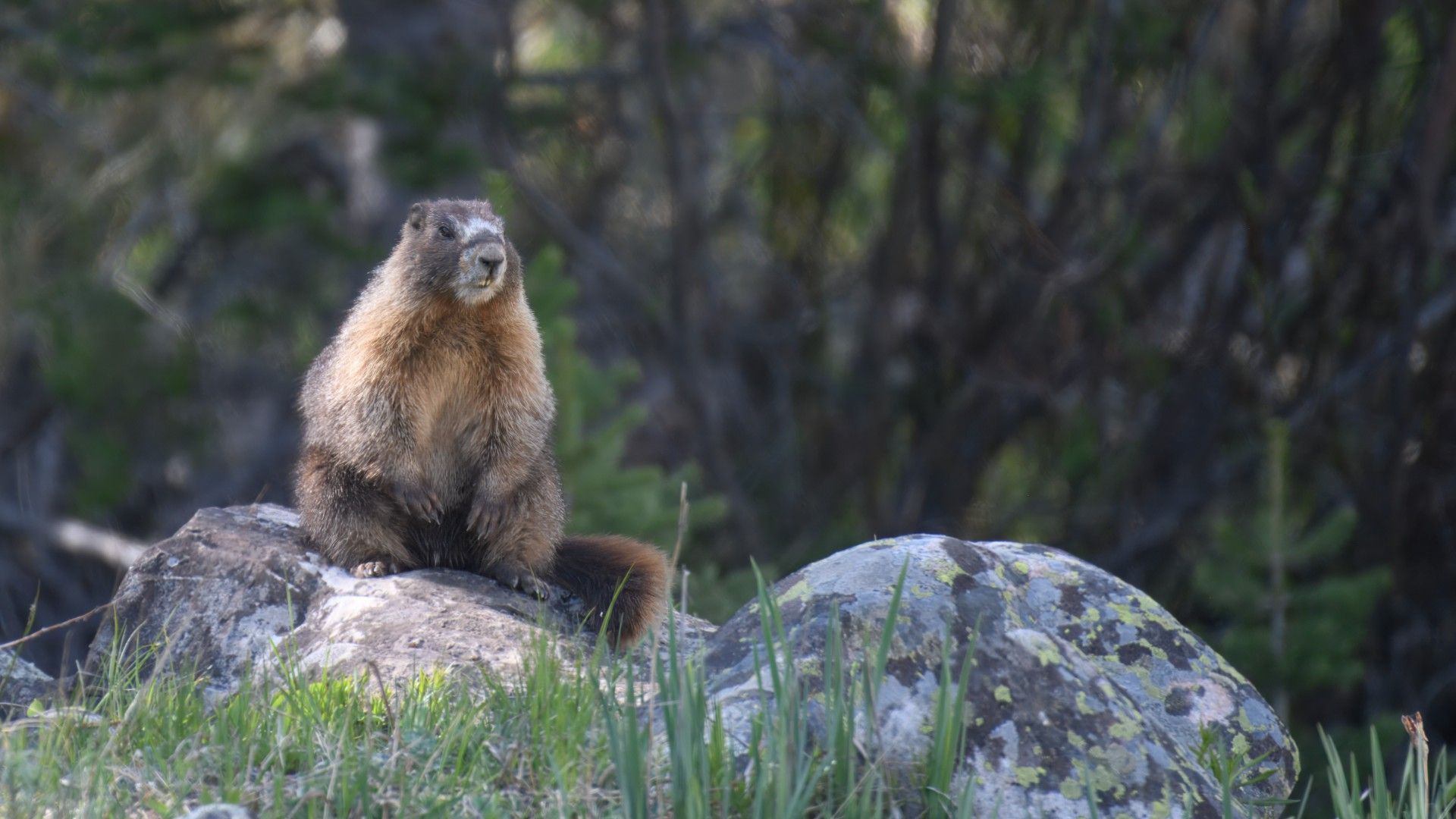 Marmots Break New Ground in Science Funding with OnlyFans