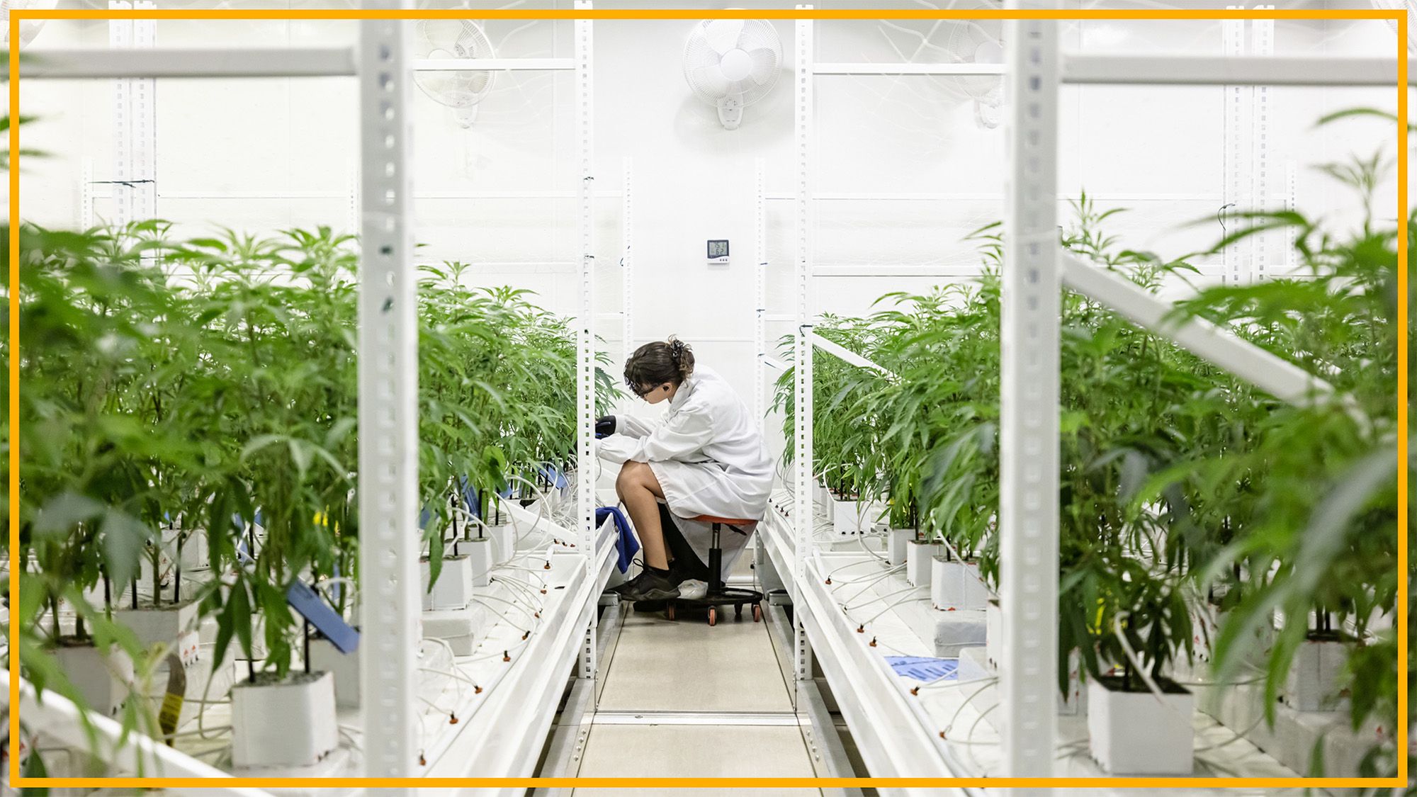 O Futuro da Pesquisa Científica em Cannabis: A Possibilidade da Reclassificação