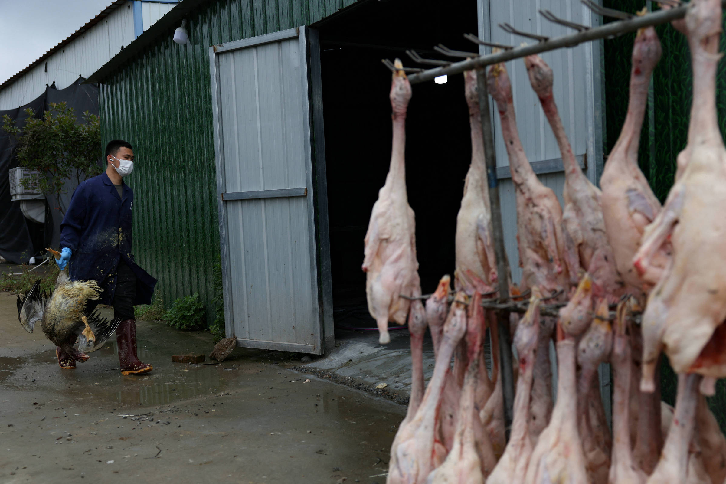 Brasil Proíbe Produção e Venda de Foie Gras: Uma Nova Era para o Bem-Estar Animal