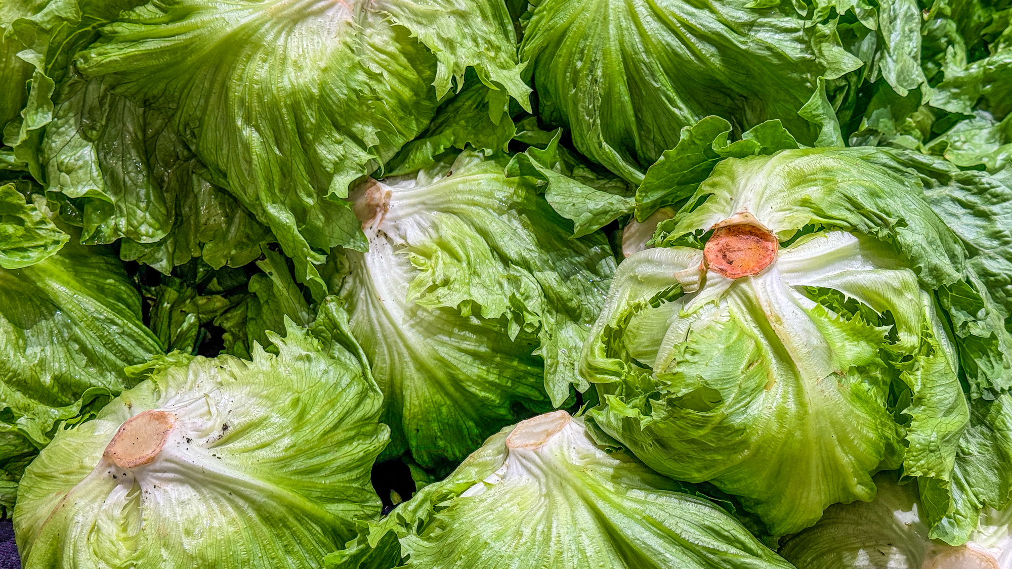 Crescimento do Surto de Cyclospora: Lettuce Contaminada Atinge Nove Estados nos EUA