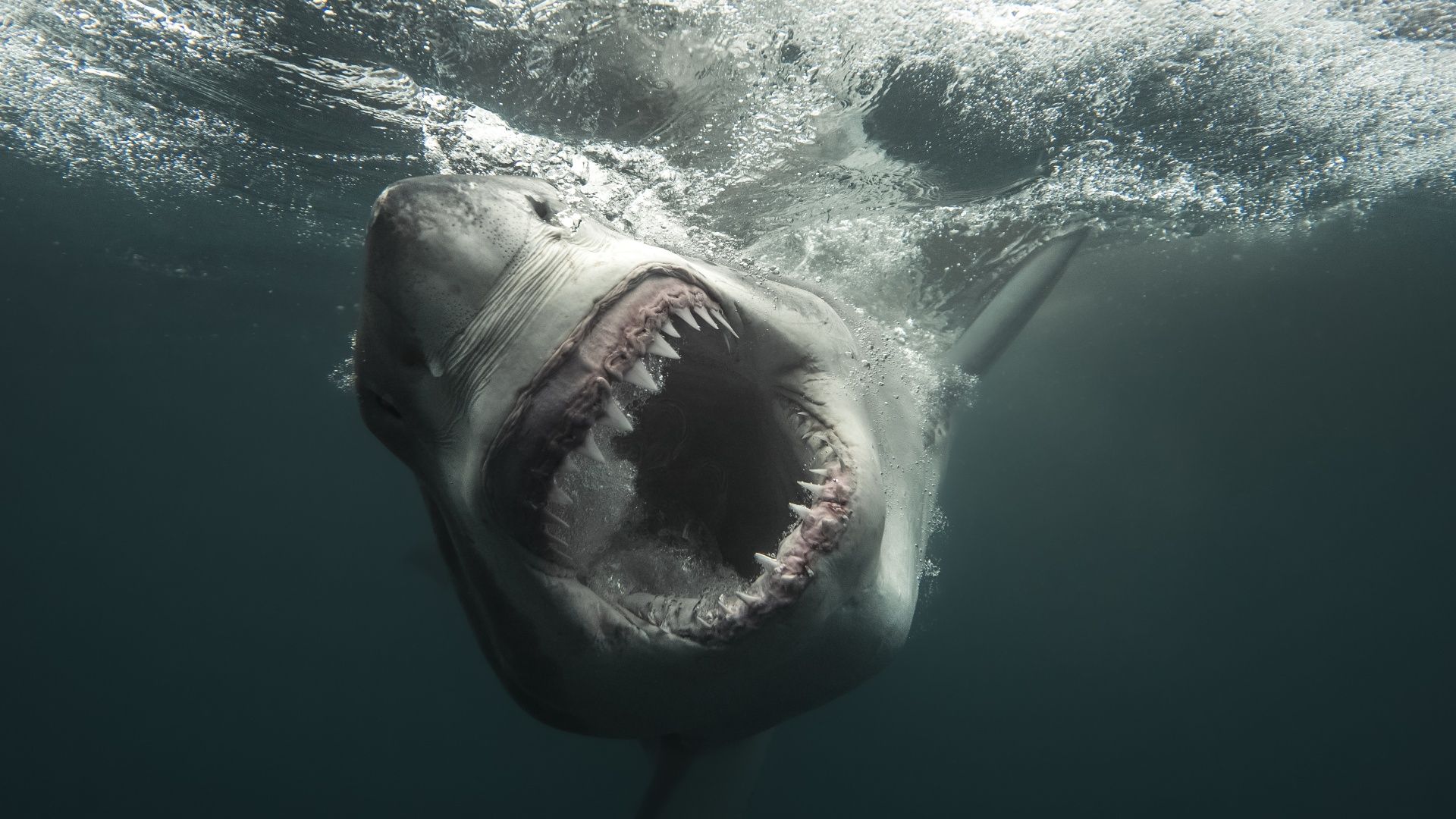Como Assistir 'Shark Week' 2026 — Programação, Datas & Episódios