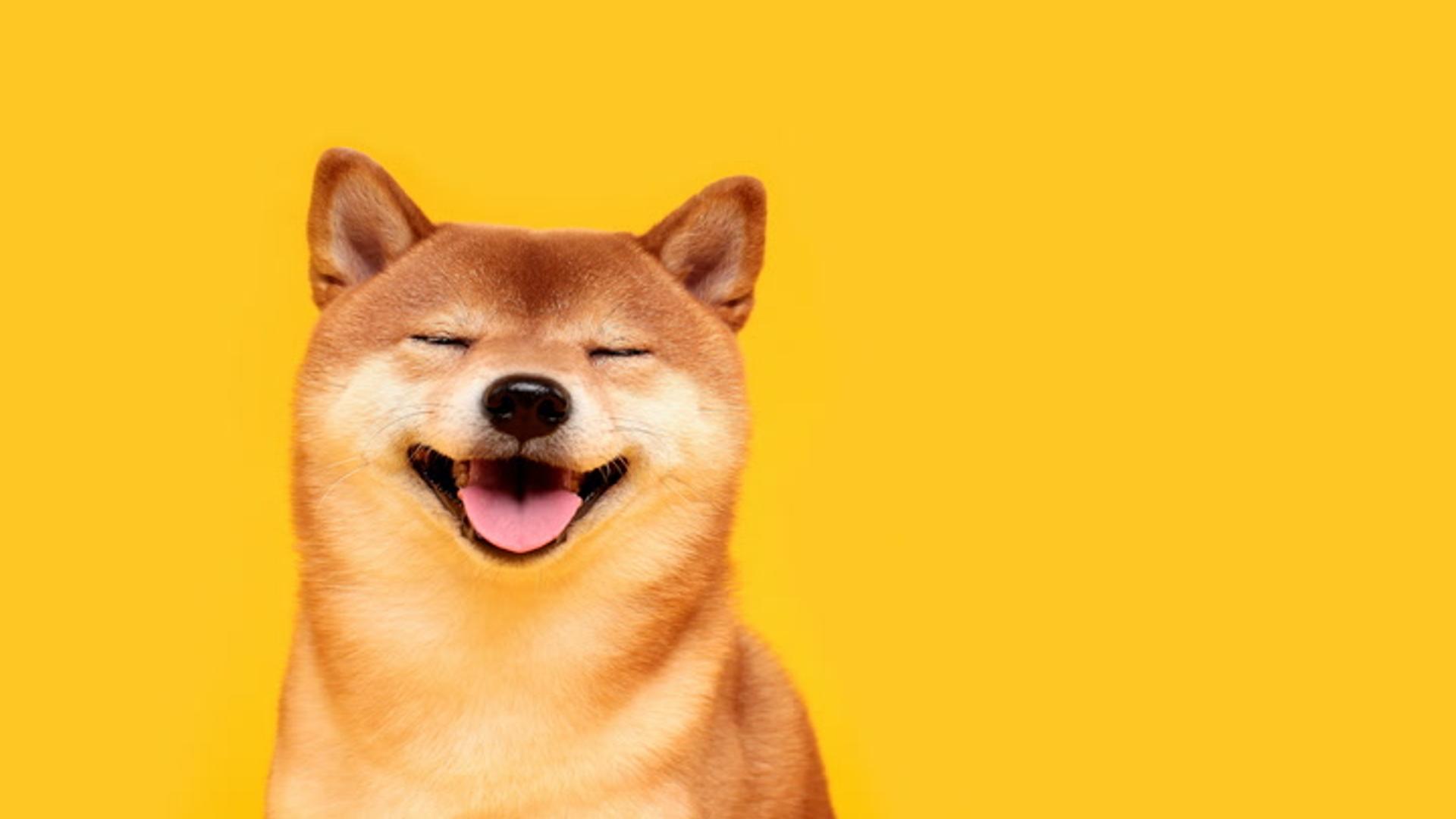 Surto do Shiba Inu: A Ascensão de 36% Atraída pelo Mercado Coreano