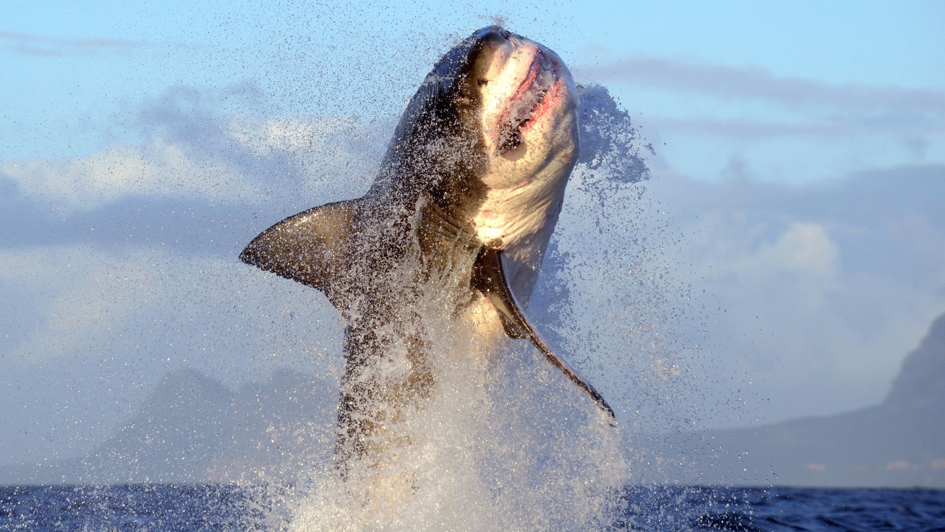 Como Assistir 'Air Jaws: Red, White and Breach' – Transmitindo 'Shark Week' 2026 de Qualquer Lugar