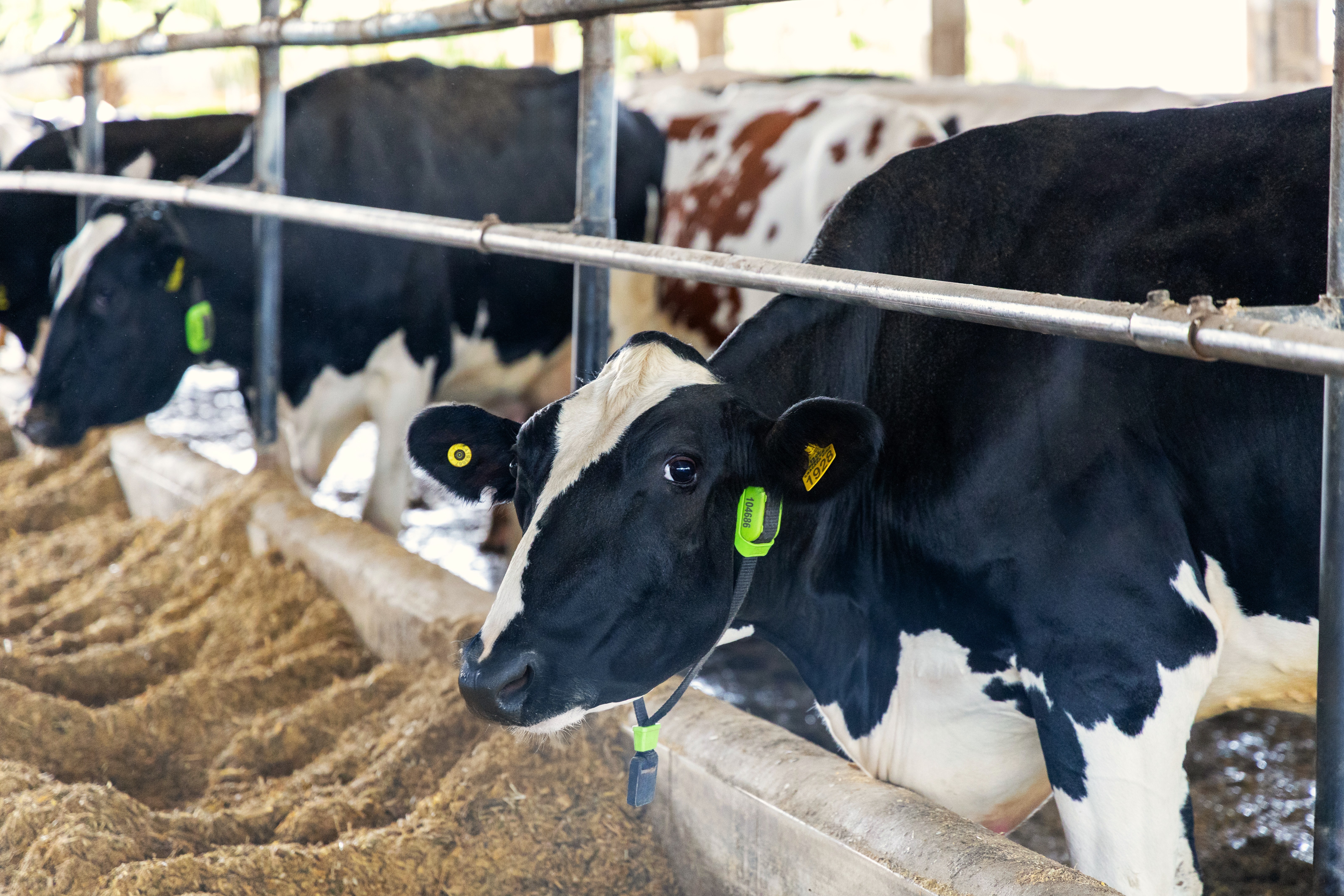 Brasil inova com vacas monitoradas por IA como garantia de empréstimos